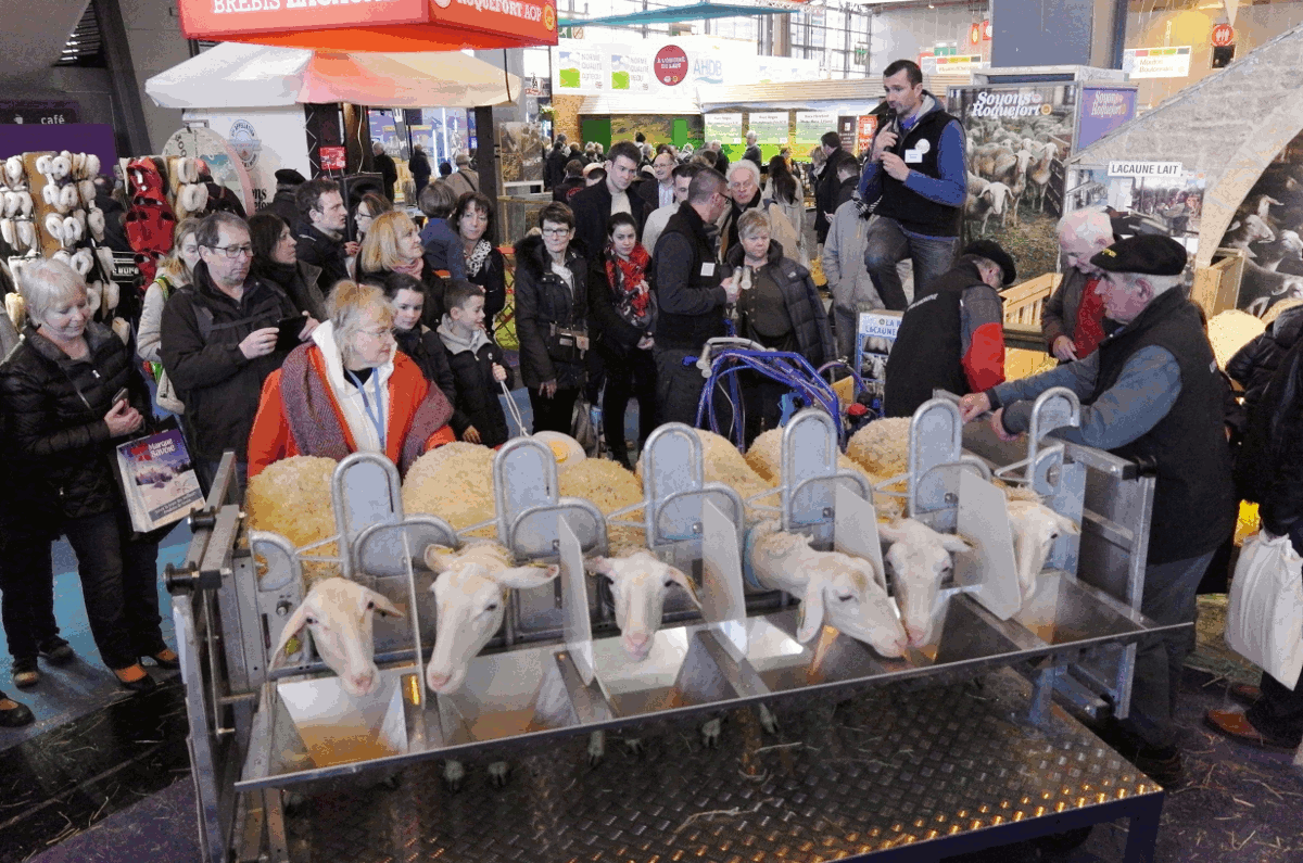 La traite des brebis Lacaune au stand Roquefort.